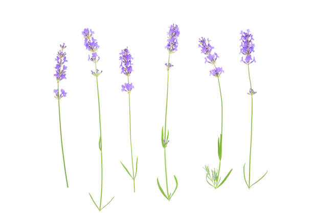 istock Lavender flowers isolated on white background. 900553052