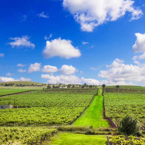 Vineyard with path in the Clare Valley, South Australia.