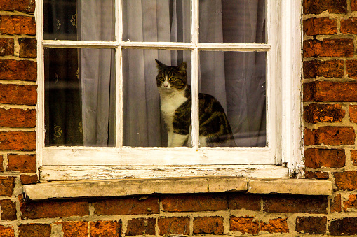A cat sitting in a window watching the day go by.