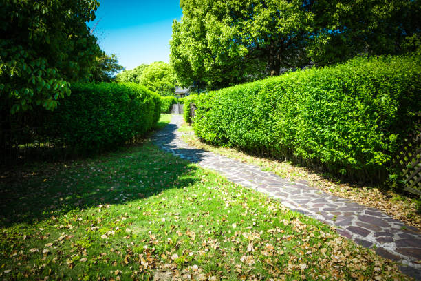 istock The way in the park with tree 900554092