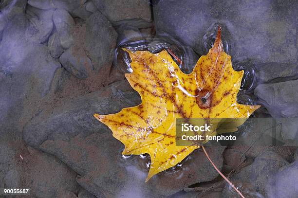 Photo libre de droit de Feuille Dérable Sur Leau banque d'images et plus d'images libres de droit de Automne - Automne, Boue, Couleur