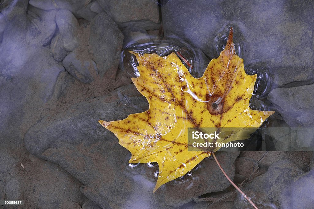 Foglia di acero sull'acqua - Foto stock royalty-free di Acero