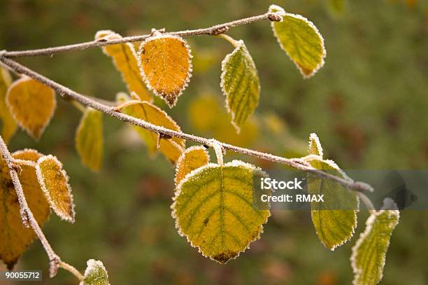 Frosted Leaves Stock Photo - Download Image Now - Branch - Plant Part, Cold Temperature, Color Image