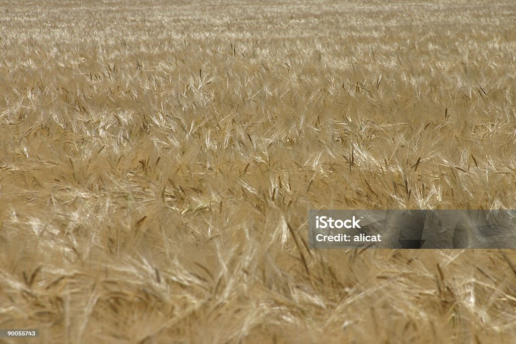 Landwirtschaft-Haferschrotballen - Lizenzfrei Agrarbetrieb Stock-Foto