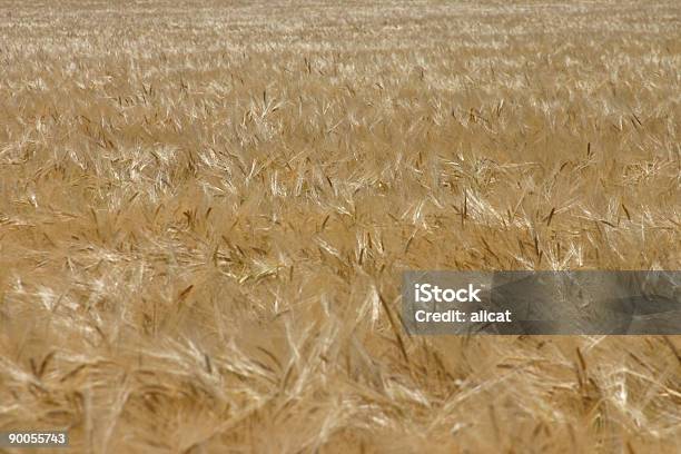 A Agricultura Trigo - Fotografias de stock e mais imagens de Agricultura - Agricultura, Austrália, Campo agrícola