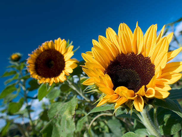 sunflowers – zdjęcie