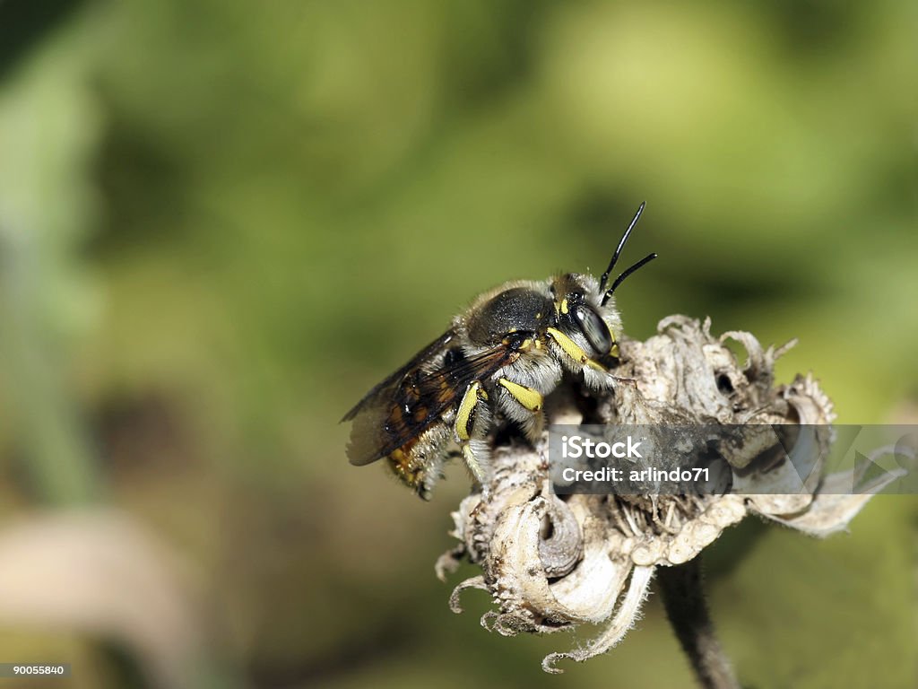 Bee on dead flower  Bee Stock Photo