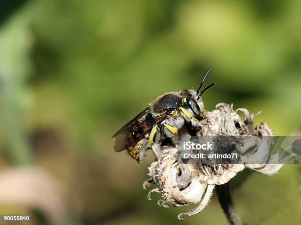 Bee On Dead Flower Stock Photo - Download Image Now - Bee, Flower, Animal