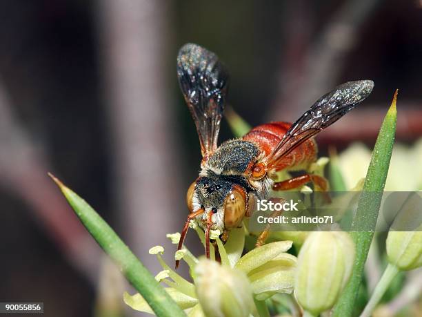 Beautiful Red Bee On White Flower Stock Photo - Download Image Now - Animal, Animal Hair, Animal Scale