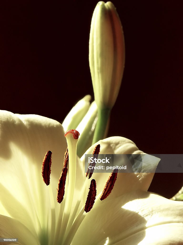 Casamento Flores - Royalty-free Alabastro Foto de stock