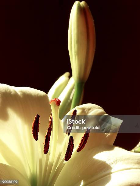 Casamento Flores - Fotografias de stock e mais imagens de Alabastro - Alabastro, Perfume, 6-7 Anos