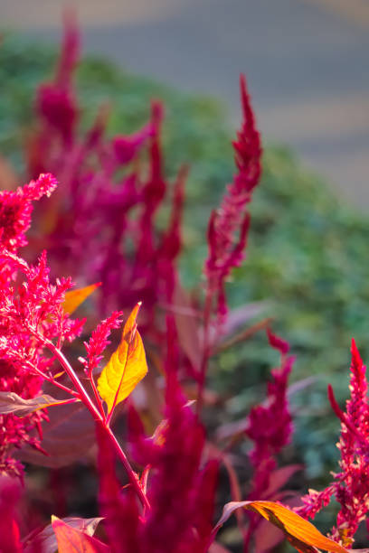 istock Stunningly beautiful red flowered shrubs with glowing orange leaf, in a Thai park. 900561380