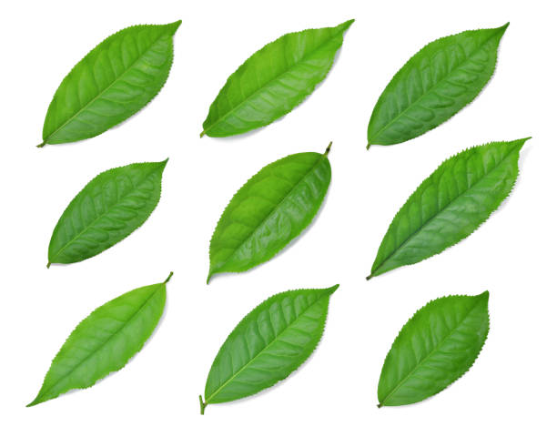 istock collection of green tea leaf isolated on white background 900561604