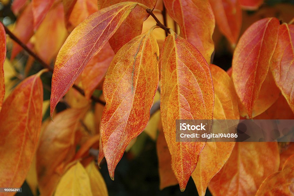 Foglie di autunno - Foto stock royalty-free di Arancione