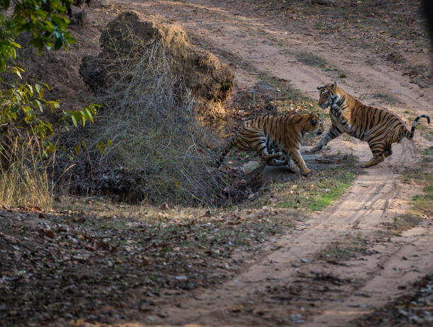 istock Bengal Tiger brothers play fighting 900566182