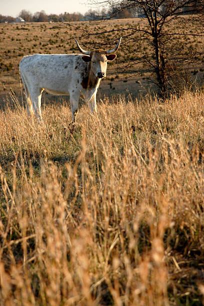 ロングホーンオープン�範囲 - texas texas longhorn cattle bull landscape ストックフォトと画像