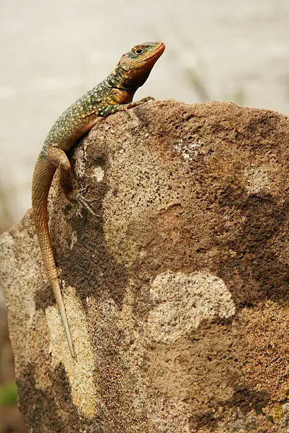 Photo of Brown green lizard resting on stone