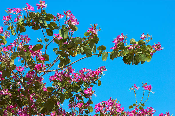 flowers stock photo