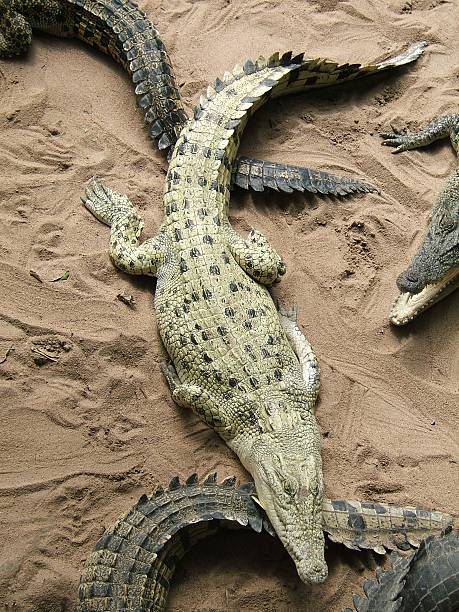 Dangerous crododile  chinese alligator alligator sinensis stock pictures, royalty-free photos & images