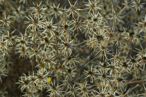 Seed heads of yellow star thistle, 