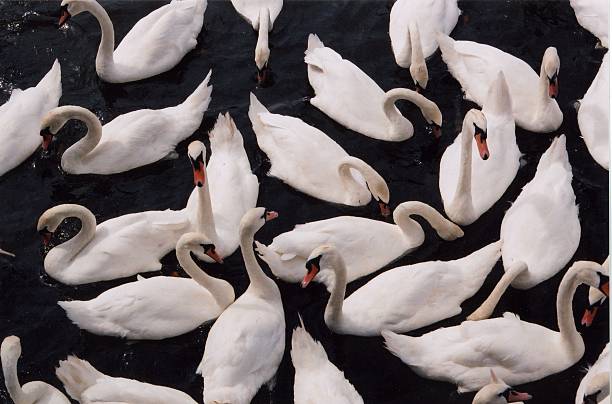 Cтоковое фото Лебеди