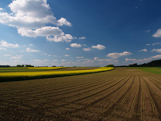 Los campos con cielo azul - foto de stock