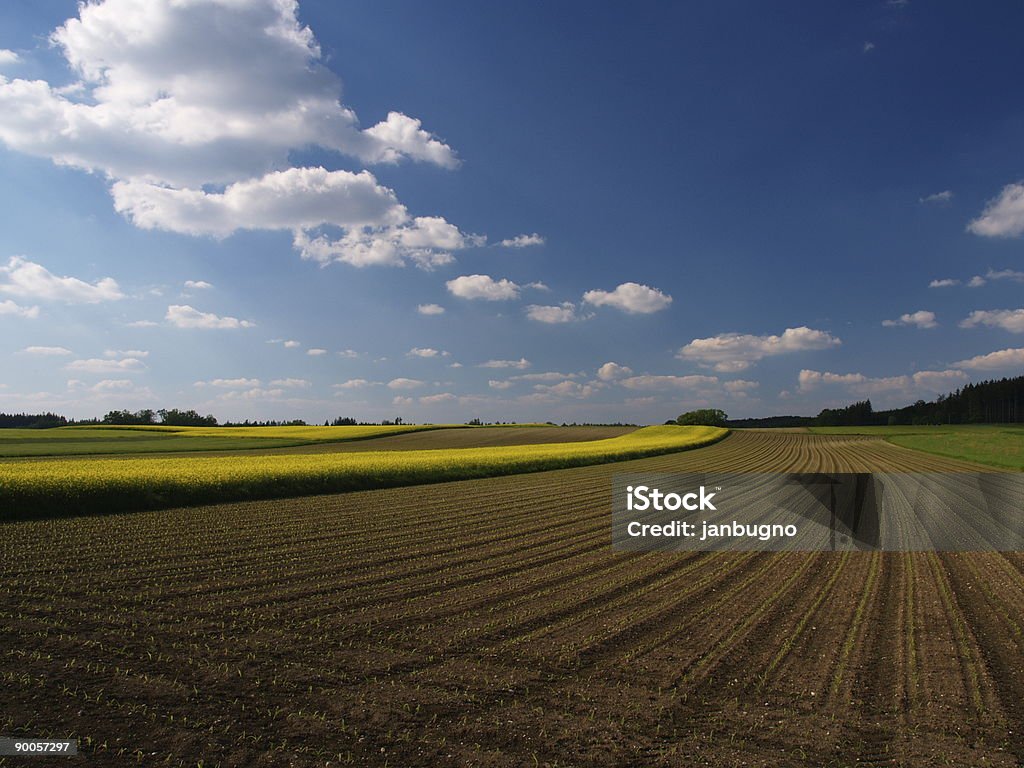 Les champs avec ciel bleu - Photo de Agriculture libre de droits