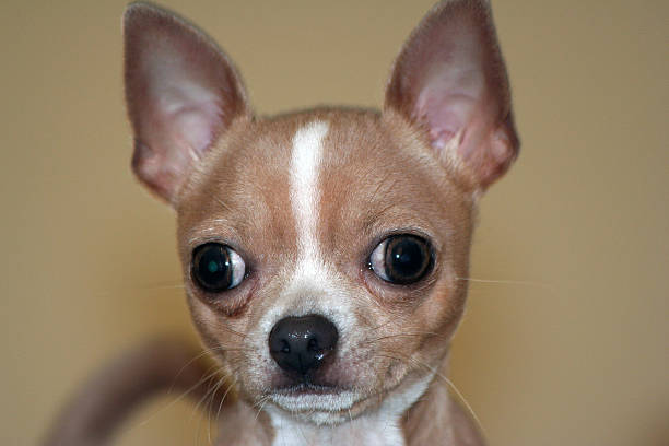 Chihuahua stock photo