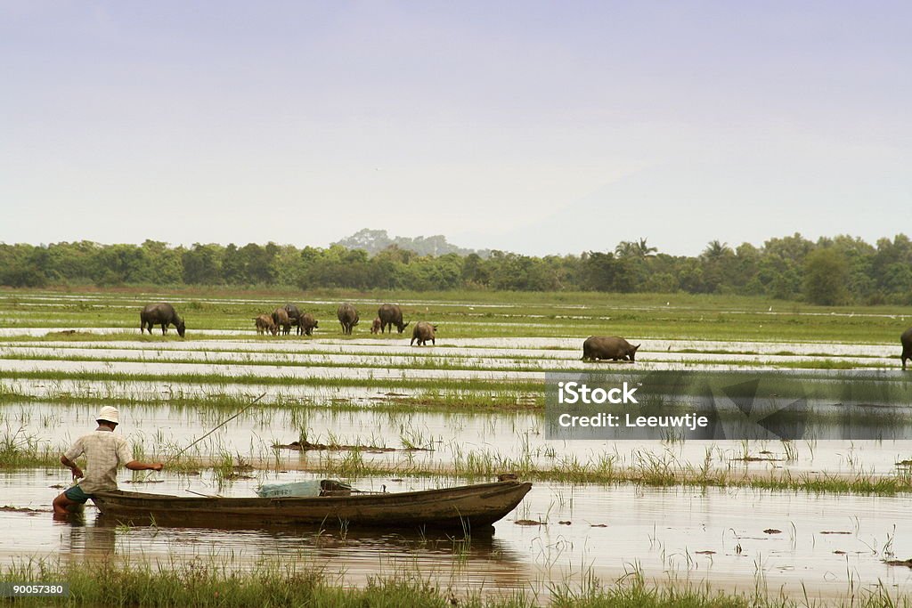 Pescador y waterbuffalo en asia - Foto de stock de Indonesia libre de derechos