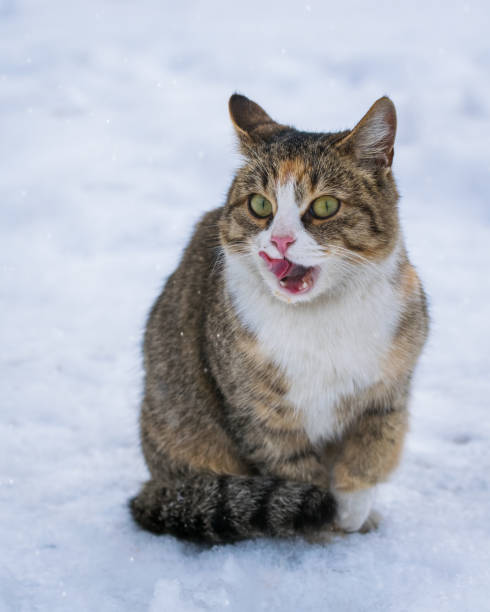 istock Cat lick in the winter outdoors 900576444