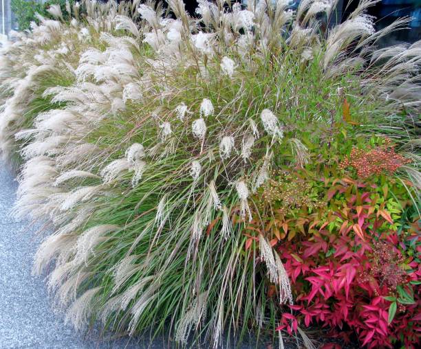 istock Chinese Silver Grass Early Hybrids and Heavenly Bamboo shrub 900576446