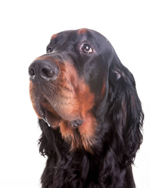istock Gordon setter dog in white background,portrait  front view 900576534