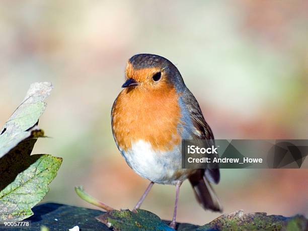 Robin Stock Photo - Download Image Now - Autumn, Bird, Color Image