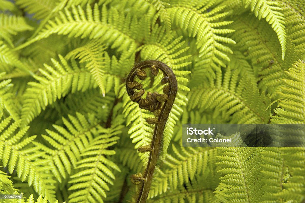 Ferns de crecimiento nuevo - Foto de stock de Aire libre libre de derechos