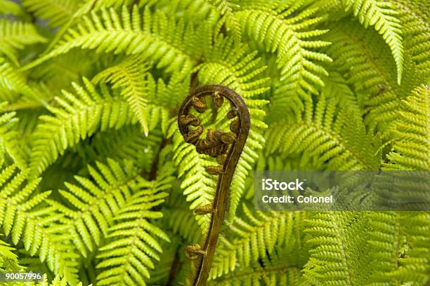 Ferns De Crecimiento Nuevo Foto de stock y más banco de imágenes de Aire libre - Aire libre, Bosque, Color - Tipo de imagen