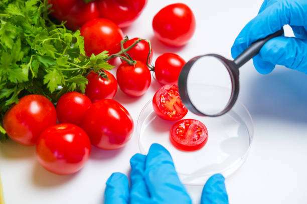 istock Research of various vegetables in the laboratory on GMOs and harmful substances 900580108