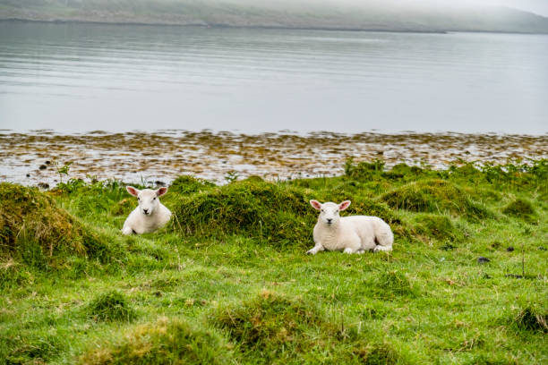 istock Sheep waiting at the coast during the rain 900580352