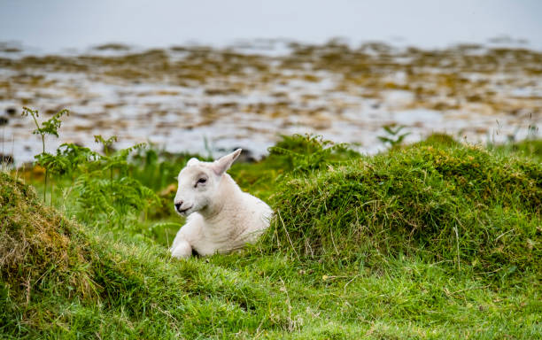 istock Sheep waiting at the coast during the rain 900580478
