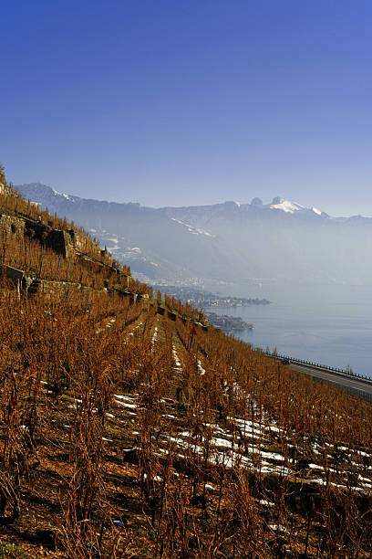 Vineyard on the geneva lake coastline stock photo