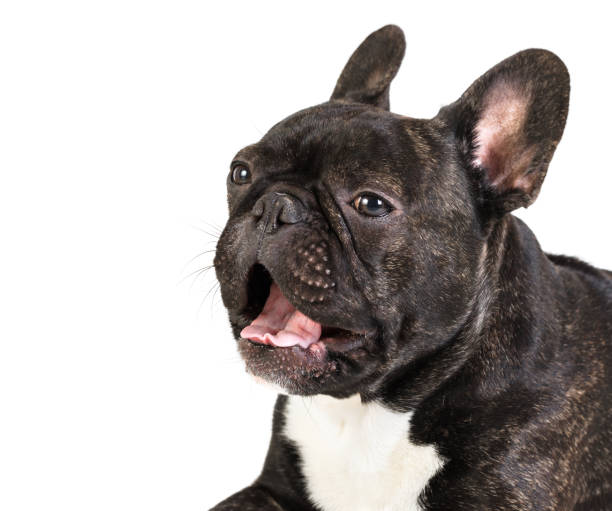 istock French bulldog with open mouth 900581228