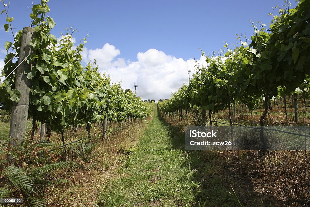 Vineyard - Photo de Bloc libre de droits