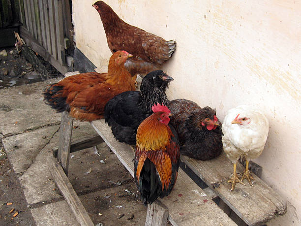 farm di raccolta - chicken friendship three animals color image foto e immagini stock