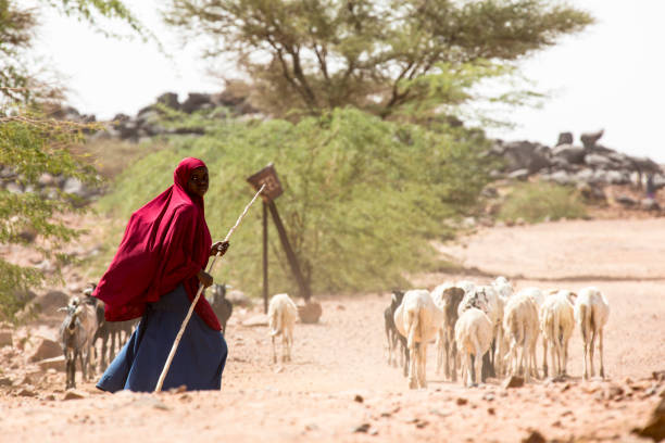 jonge vrouw met de kudde schapen dichtbij agadez - afrika afrika stockfoto's en -beelden