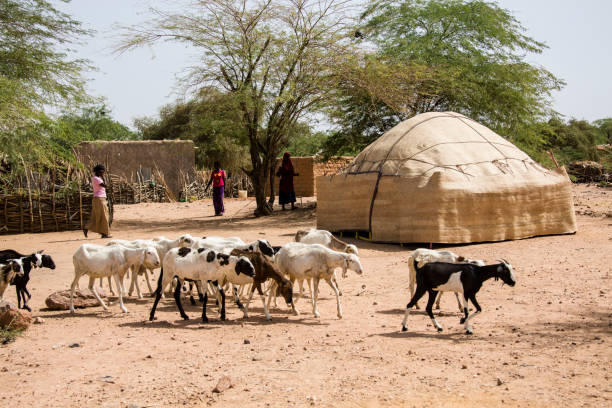 schapen kudde passeren van een dorp dichtbij agadez niger - afrika afrika stockfoto's en -beelden