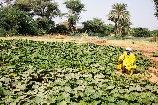 The Tuareg are cultivating melons and the fruits in a valley north of Agadez Niger