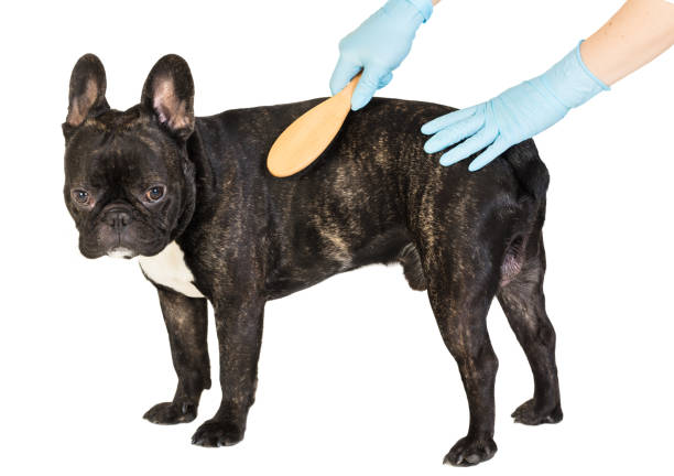 istock veterinarian combs the dog's fur 900584526