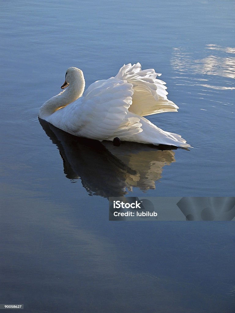 Tranquillity  - Beautiful swan in a lake at sunset  Animal Wildlife Stock Photo