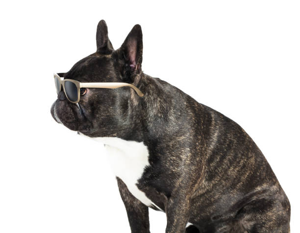 istock dog French bulldog in glasses 900586830