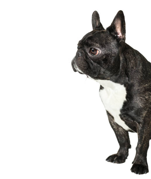 istock dog French Bulldog 900587262