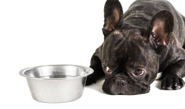 istock French bulldog lying on a bowl 900587478